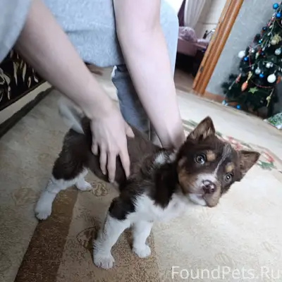 Найден щенок (девочка) на площ...