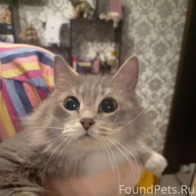 Найдена кошка. Шекснинский 20,...
