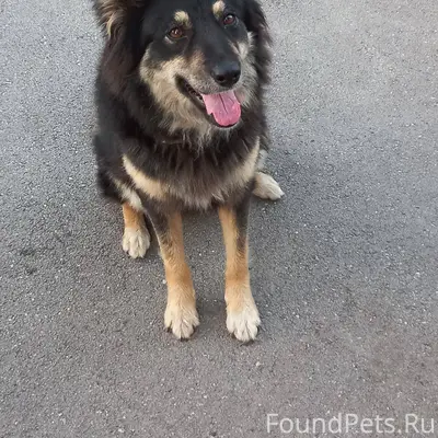 Пропала наша собака. В районе ...