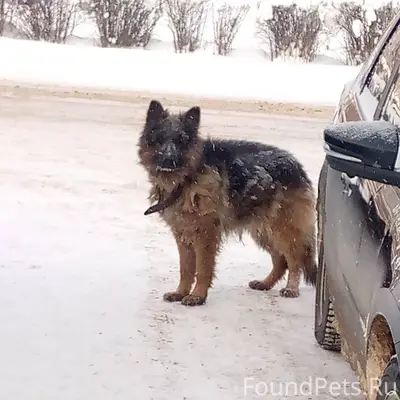 Чей пёс? Вроде, немецкая овчар...