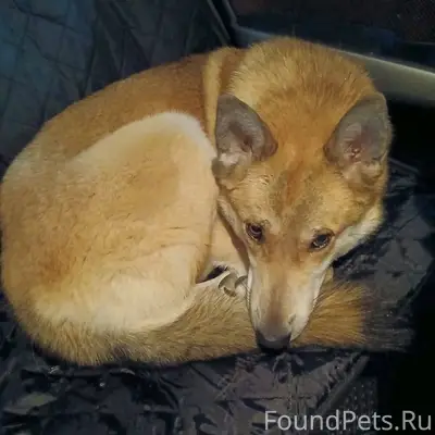 СРОЧНО ИЩЕМ ХОЗЯИНА! Найден 02...