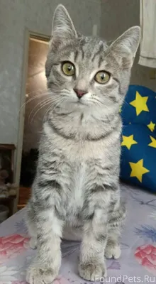 Симпатичный котенок ждёт встре...