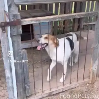 Пропала собака ,если кто то ви...