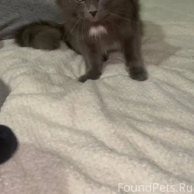 На красных зорь 14 найден кот....