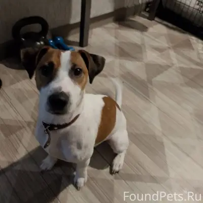 Пропал щенок по Кличке Джордан...