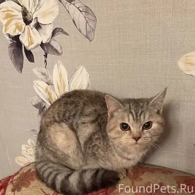 01.01.26 найдена кошка на...