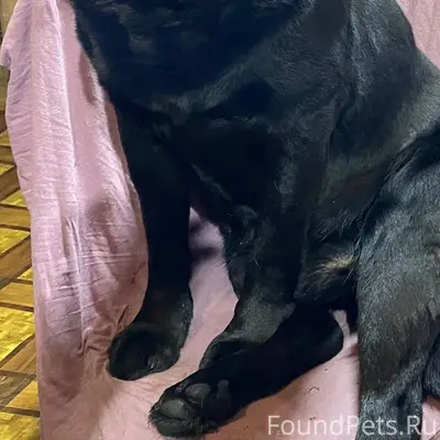 Внимание! Пропала собака Черны...