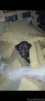 Здравствуйте. Убежала взрослая...