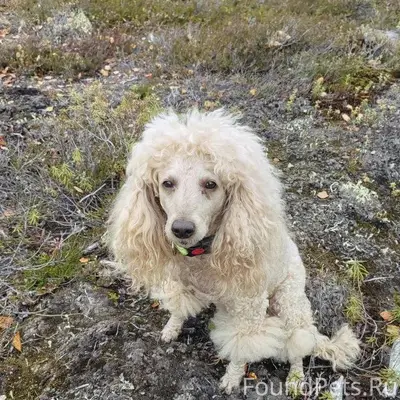 Пропала собака. 89086052882 Пр...