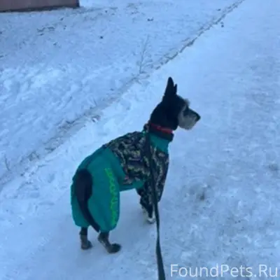 ‼️СРОЧНО!!! Потерялась собака ...