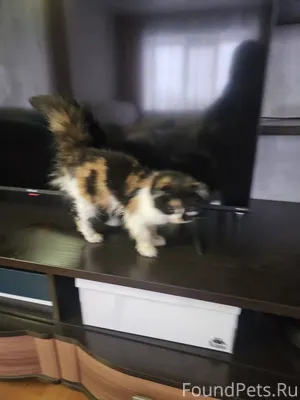 Найден вислоухий котенок на му...