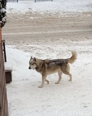Потерян пёс, лайка, кличка Боц...