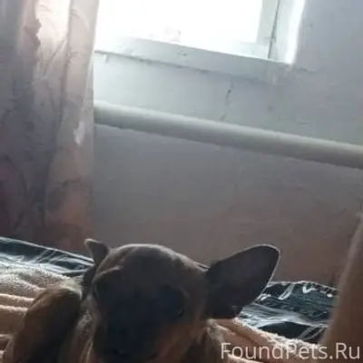 Пропала собака той терьер без ...