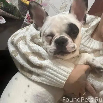 Потерялась собака, район ЗАГСа...