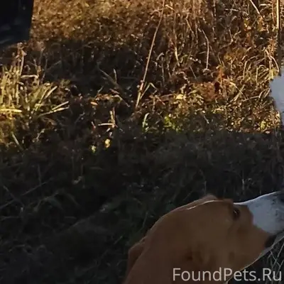 Потерялась собака русская пега...