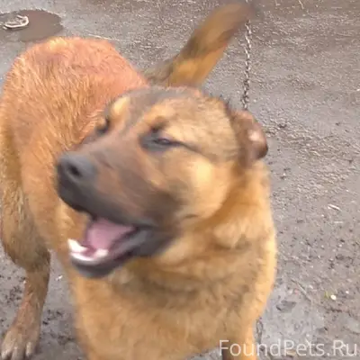 ПОТЕРЯЛСЯ МОЛОДОЙ ПЁС., МОЖЕТ ...