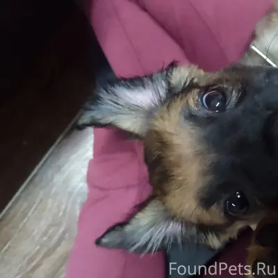 Потерялся щенок кличка босс кт...