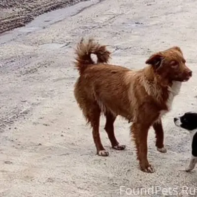 Пропала собака 31.12.2025 вече...