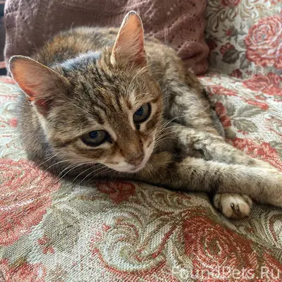 Пропала кошка. Отзывается на к...