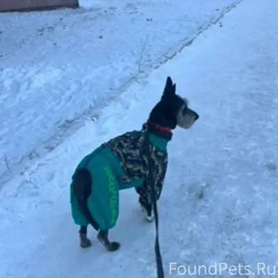 ‼️СРОЧНО!!! Потерялась собака ...