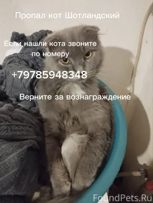 Пропал кот в городе Симферопол...