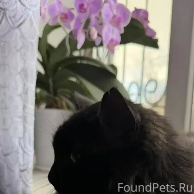 Пропал кот, вышел 31 погулять ...