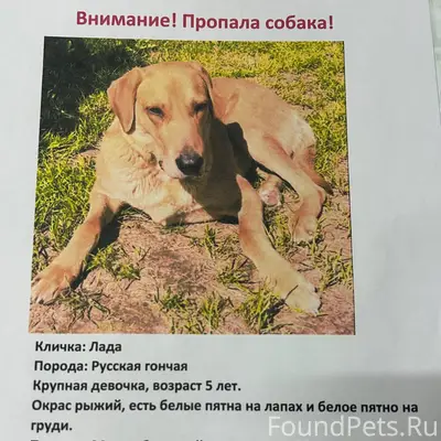 Пропала собака. Телефоны для с...