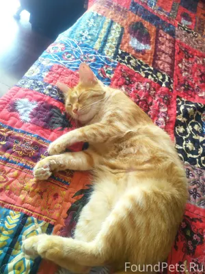 Пропал котик рыжий сегодня в 1...