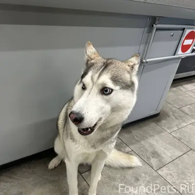 Потерялась собака, видно ухожа...