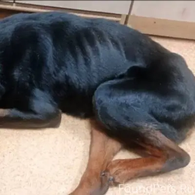 Найден пёс (ул. Крестьянская) ...