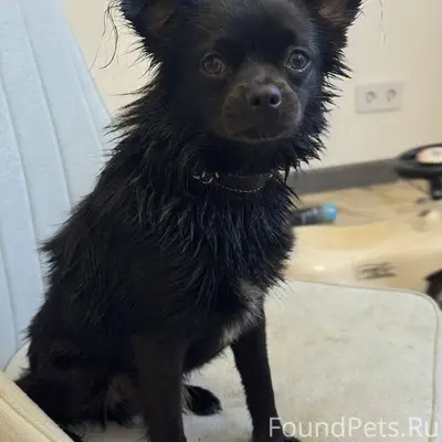 Пропала собака в Бужарово (в ч...