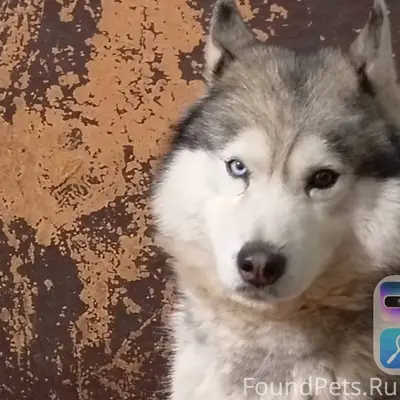 30 декабря потерялся пес , хас...