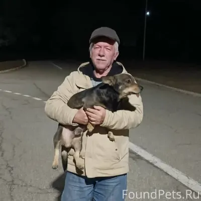 ПОМОГИТЕ ПРОПАЛ ПЕС. Имя кашта...