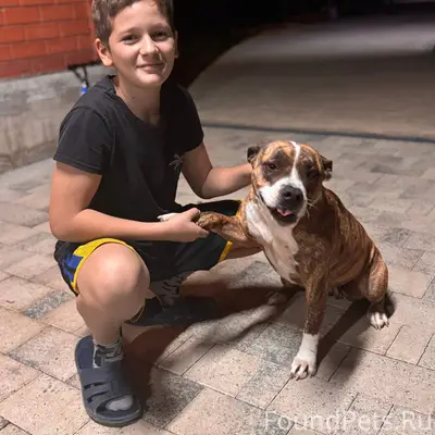 В новогоднюю ночь убежала соба...