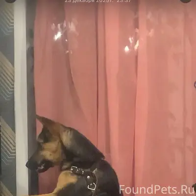 Потерялась собака из района че...