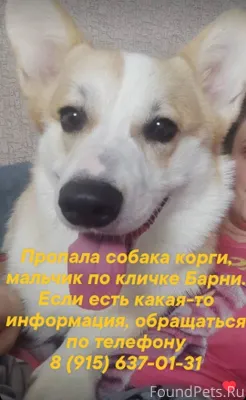 00:30 1 января пропал щенок...