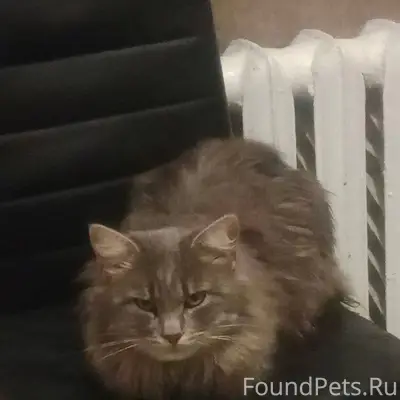 1.01 вечером Потерялся кот. Оч...