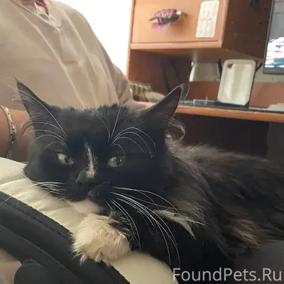 Добрый день, пропал кот на ули...