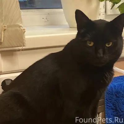 31 декабря пропала кошка в рай...