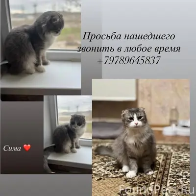 ПРОПАЛА вислоухая кошка Сима! ...