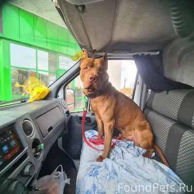 🐩 Водитель «Газели» под Тамбов...