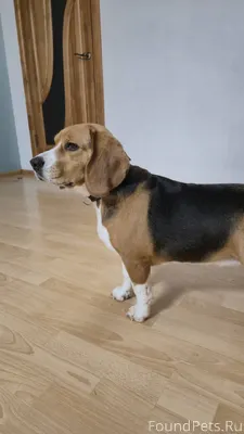Найдена собака- бигль (девочка...