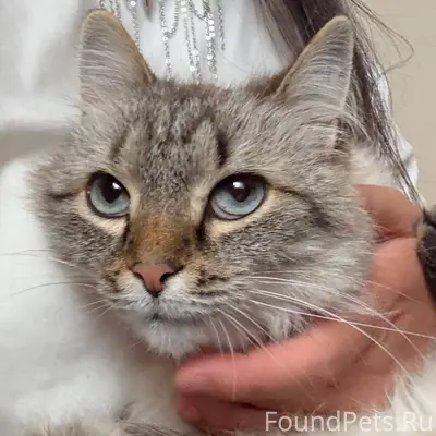 Пропала кошка, откликается на ...
