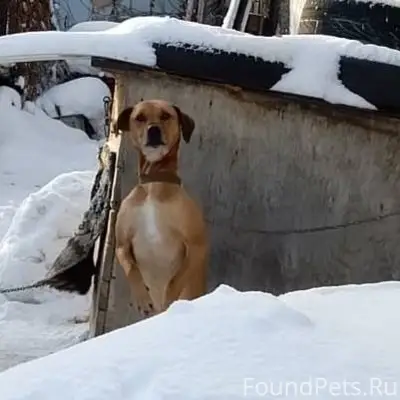 Помогите найти собаку! 29.12. ...