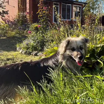 ПРОПАЛА СОБАКА ЕГОРЬЕВСК!!! ра...