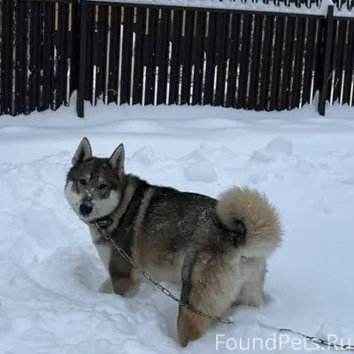 Пропала собака 31.12.2025 По.....