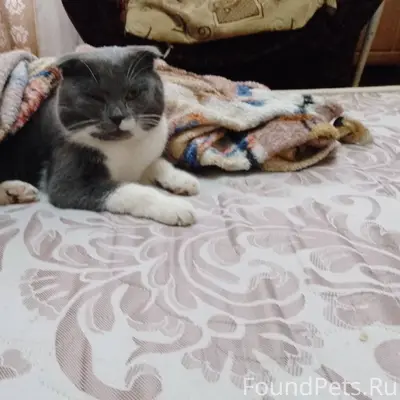 Пропал кот, в районе ул. Крупс...