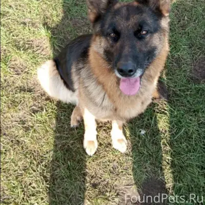 Потерялась собака Девочка Клич...