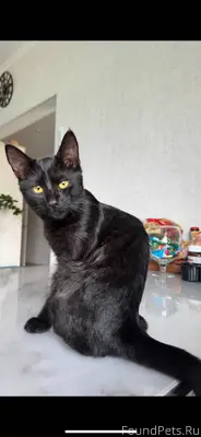 Пропал кот в районе мошниц, пр...