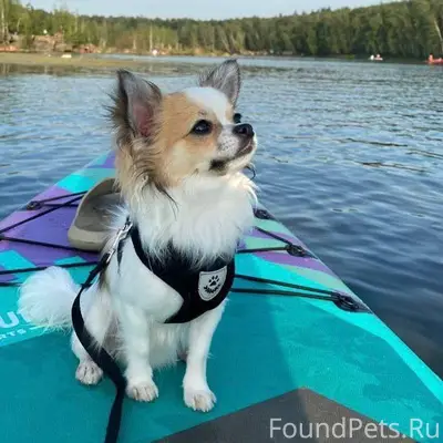 ВАО Измайлово Место пропажи: 1...